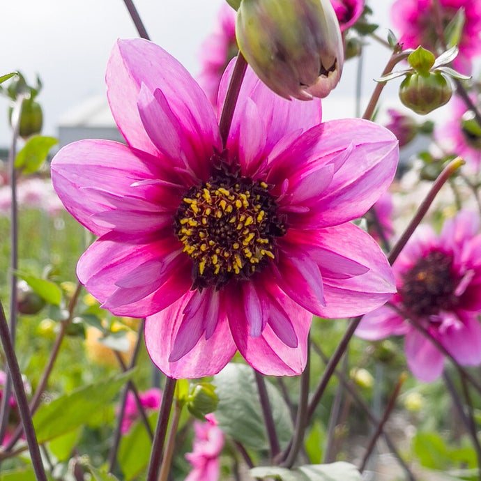 Dahlia Pretty Woman