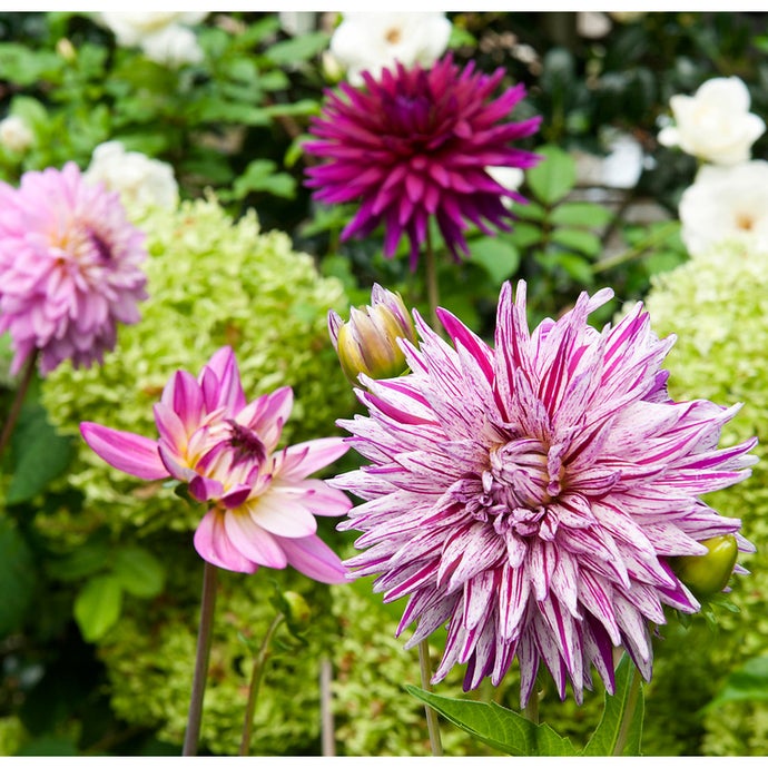 Dahlia Purple Blend