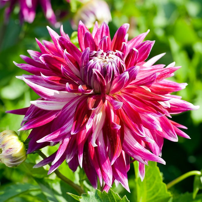 Dahlia Vancouver