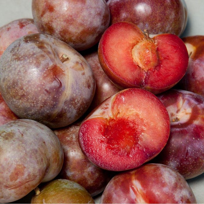 Dapple Supreme Pluot Tree (Semi-dwarf)