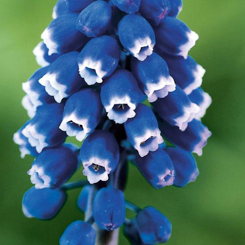 Dark Eyes Muscari (pack of 12)