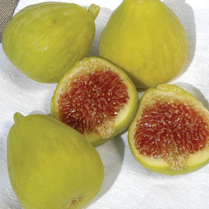 Desert King Fig Tree (Standard) (Potted)