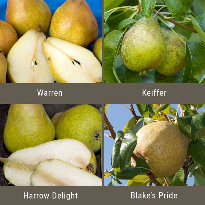 Disease Resistant Pears, 3 on 1 Multiple Grafted Fruit Tree (Semi-dwarf)