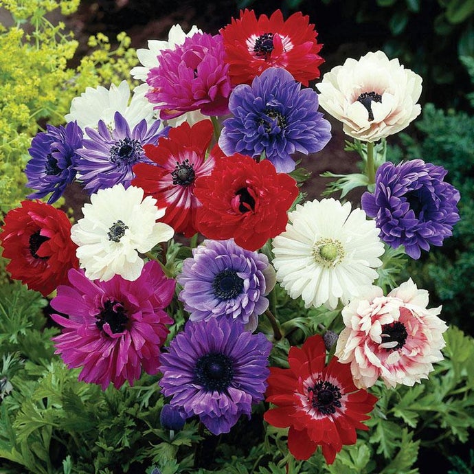 Double Anemone St. Brigid Mix (Pack Of 12)