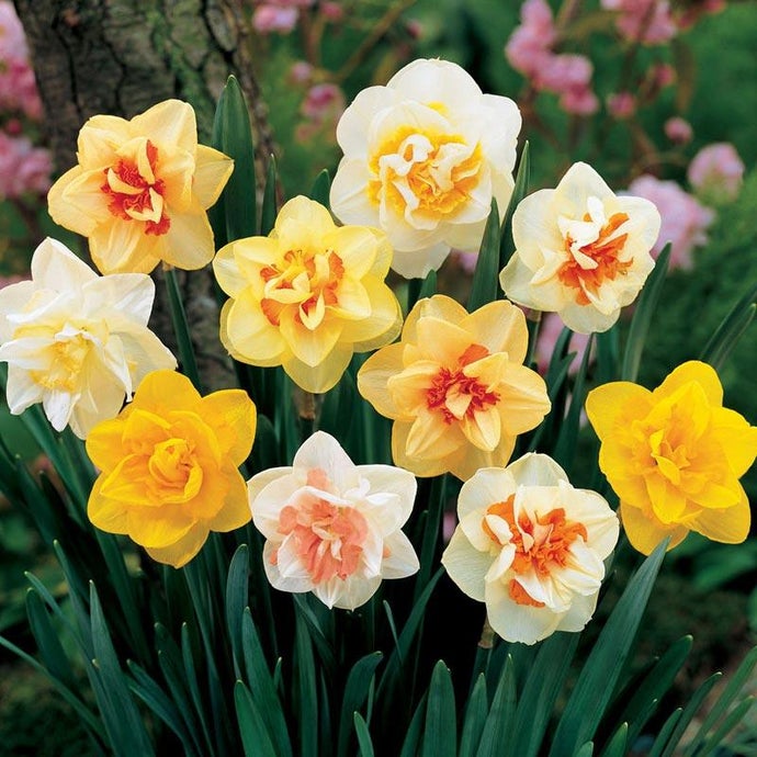 Double Daffodil Bulb Mix (Pack of 15)