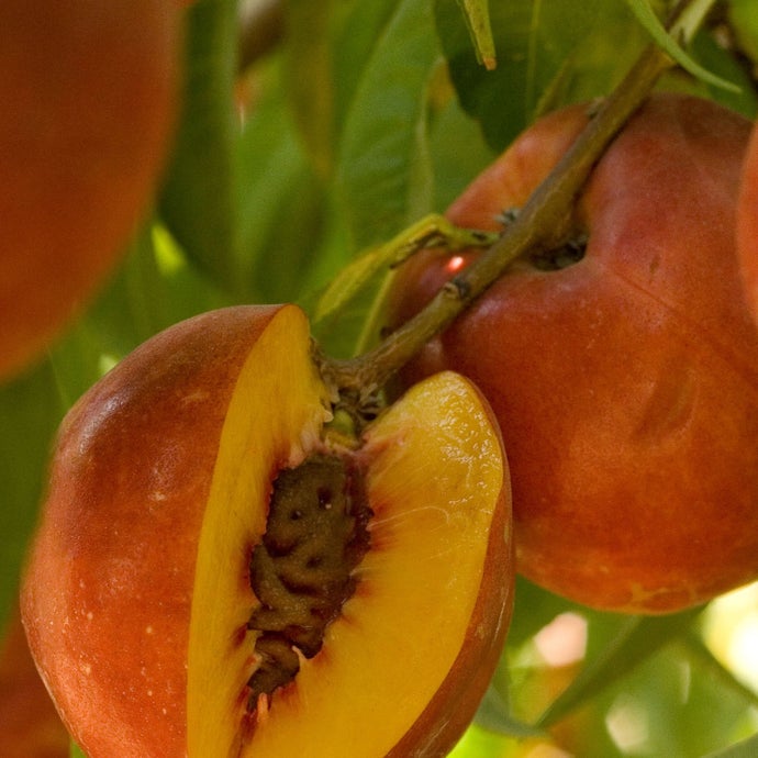 Double Delight Nectarine Tree (Semi-dwarf)