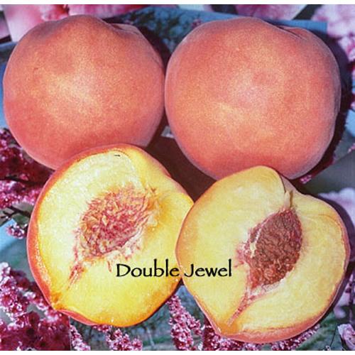 Double Jewel Peach Tree (Semi-dwarf)