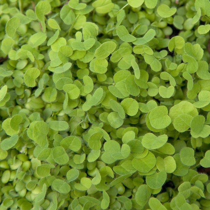 Doublecut Red Clover - Nitrocoated Seed (Lb)