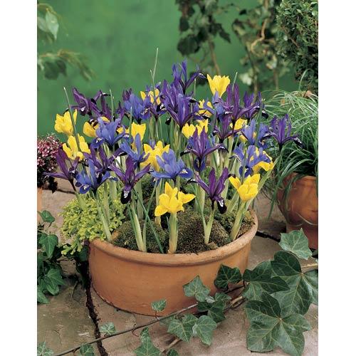 Dutch Iris Bulb Mix (Pack of 30)