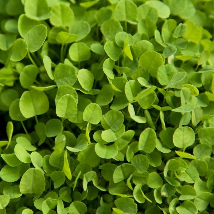 Dutch White Clover - Nitrocoated Seed (Lb)