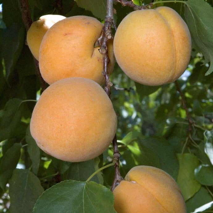 Earli Autumn Apricot Tree (Semi-dwarf)