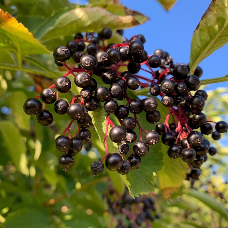 Elderberry Duo (1 each Nova and York)