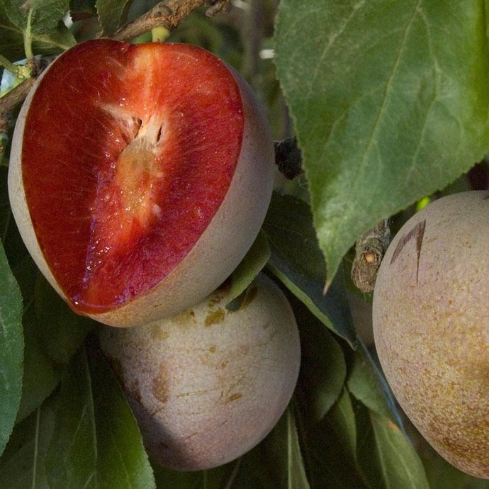 Elephant Heart Plum Tree, Japanese Type (Semi-dwarf)