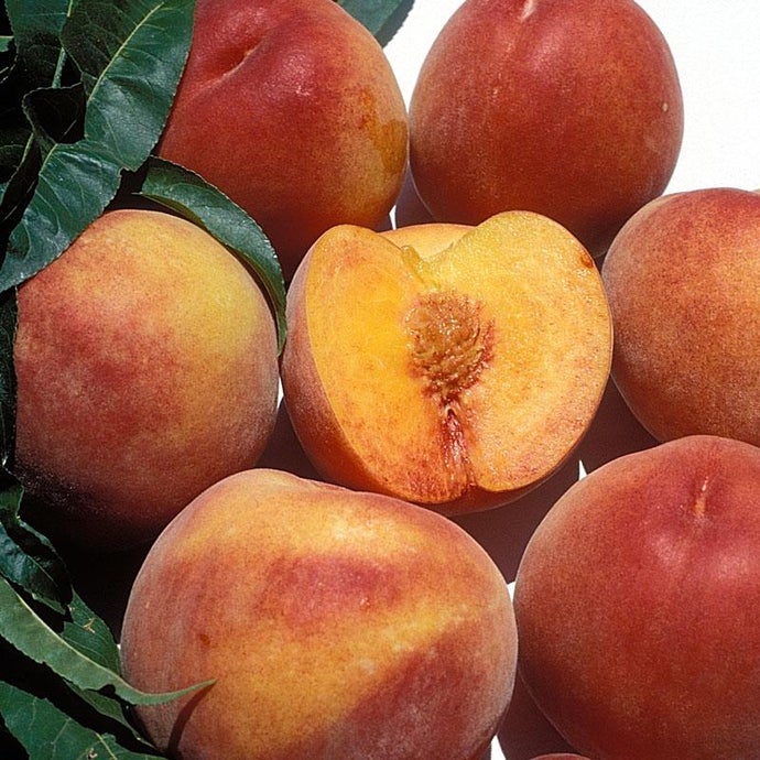 Eva's Pride Peach Tree (Semi-dwarf)