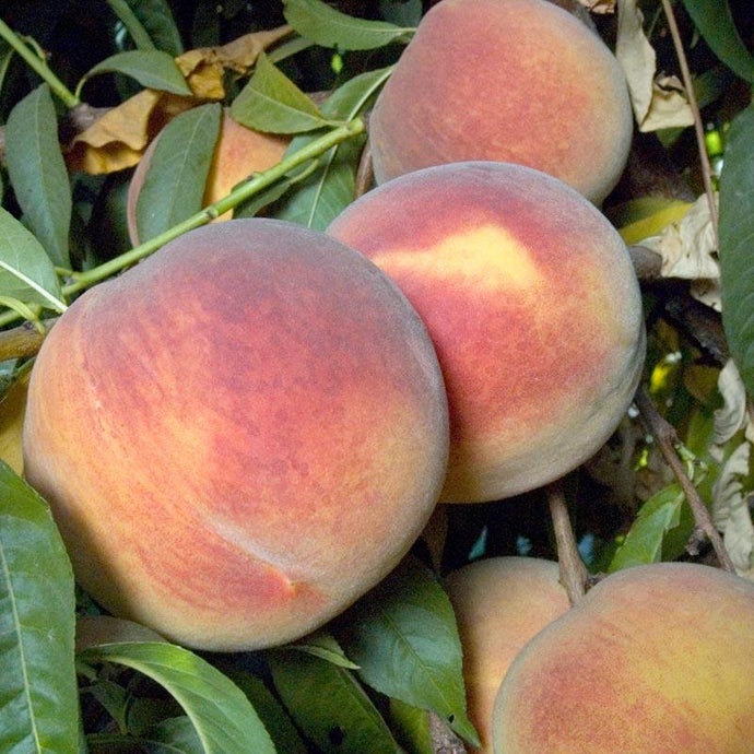 Fairtime Peach Tree (Semi-dwarf)