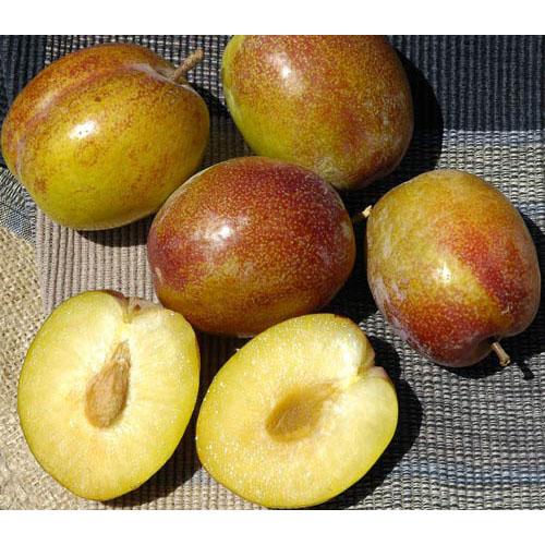 Flavor Grenade Pluot Tree (Semi-dwarf)