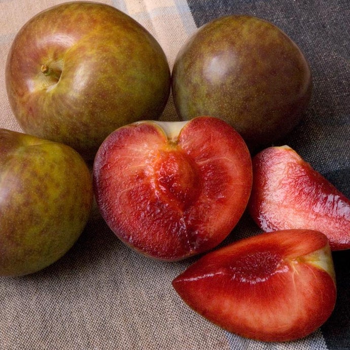 Flavor Supreme Pluot Tree (Semi-dwarf)