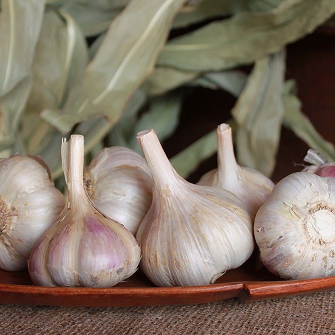 Organic Garlic, German Xtra Hardy Garlic (Lb)