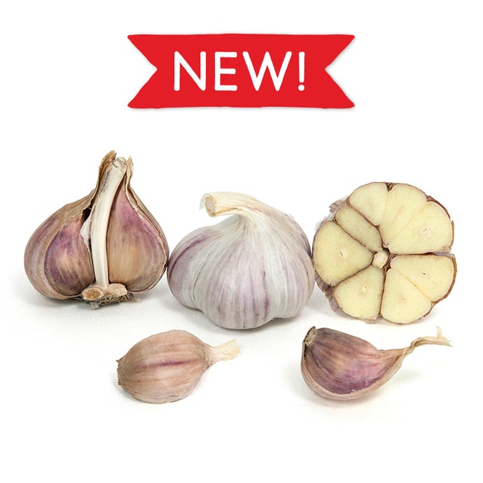 Organic Svea Garlic new for 2021