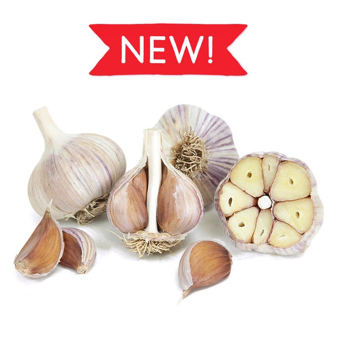 Organic Carpathian Garlic new for 2021