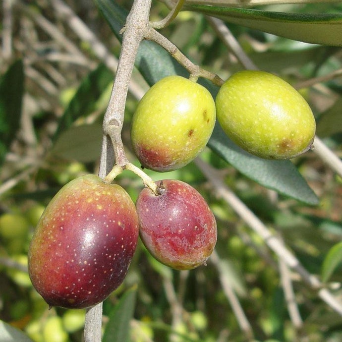 Frantoio Olive Tree (Standard) (Potted)