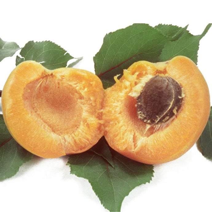 Gold Kist Apricot Tree (Semi-dwarf)