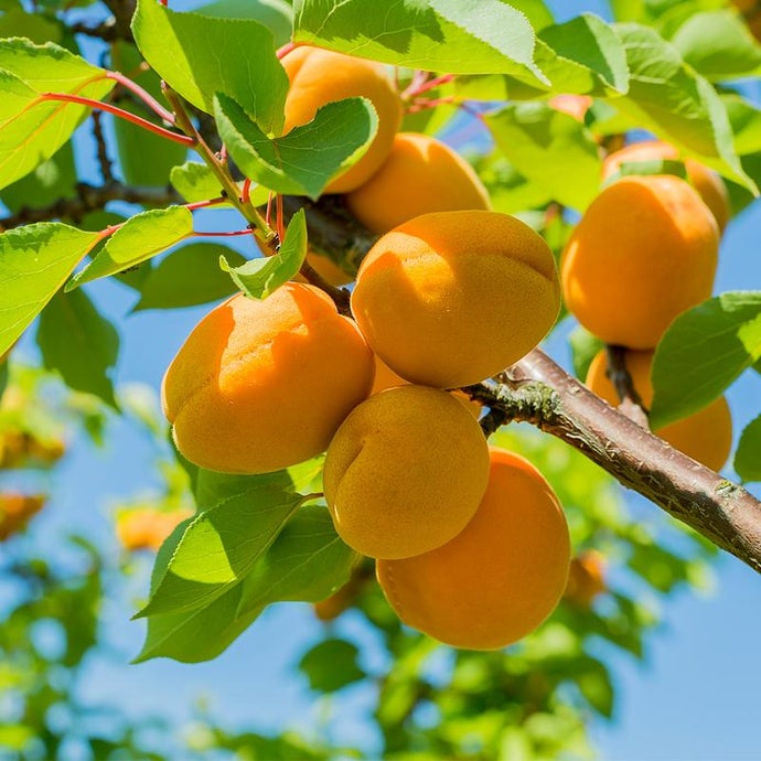 Apricot ready for harvest