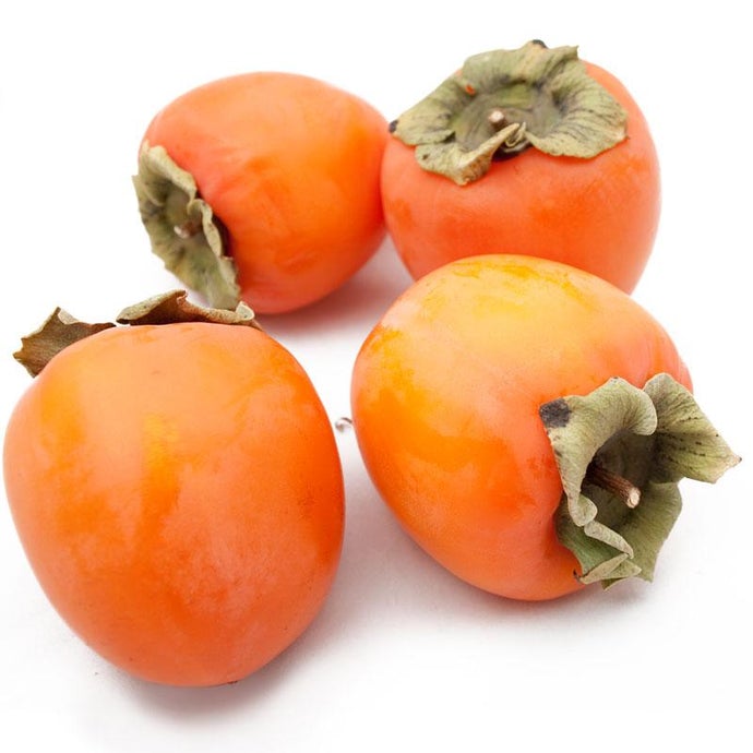 Hachiya Persimmon Tree (Standard)