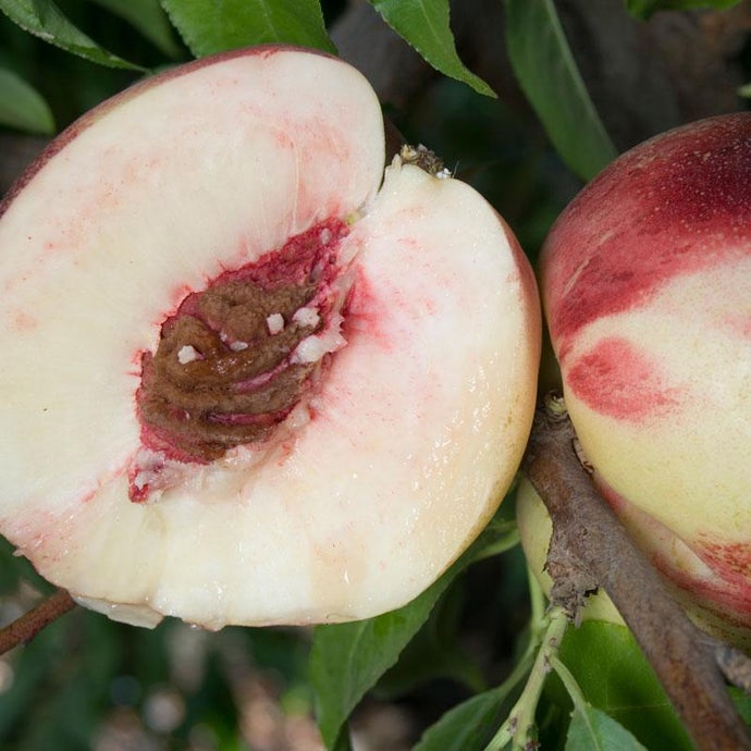 Heavenly White Nectarine Tree (Semi-dwarf)