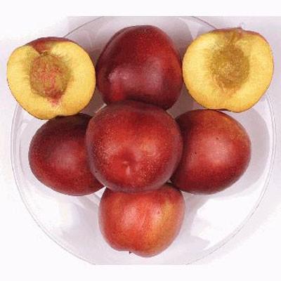 Honey Kist® Nectarine Tree (Semi-dwarf)