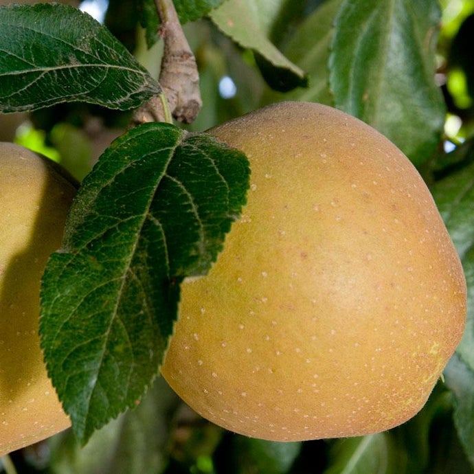 Hudson's Golden Gem Apple Tree (Semi-dwarf)