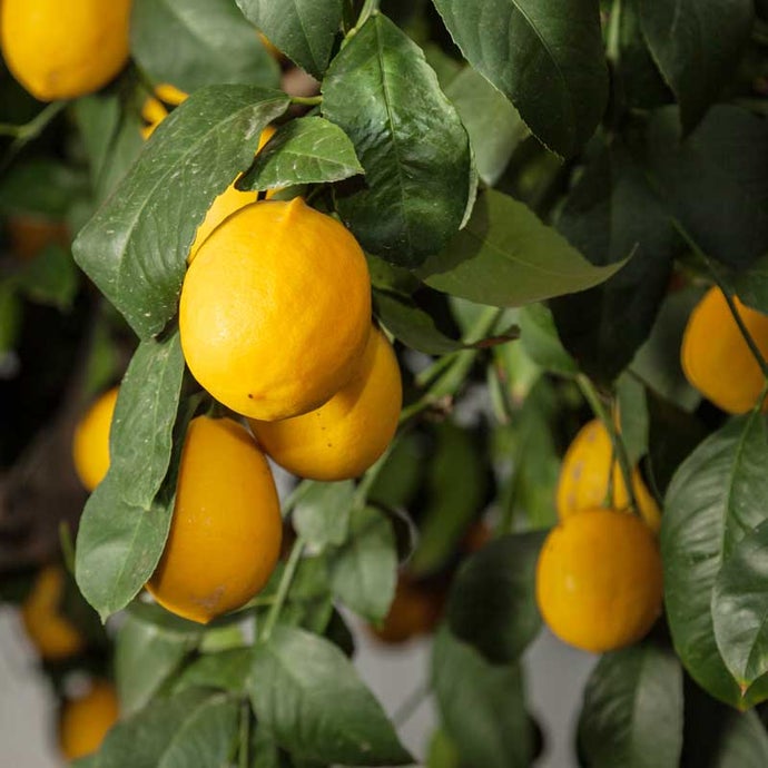 Improved Meyer Lemon Tree-tree