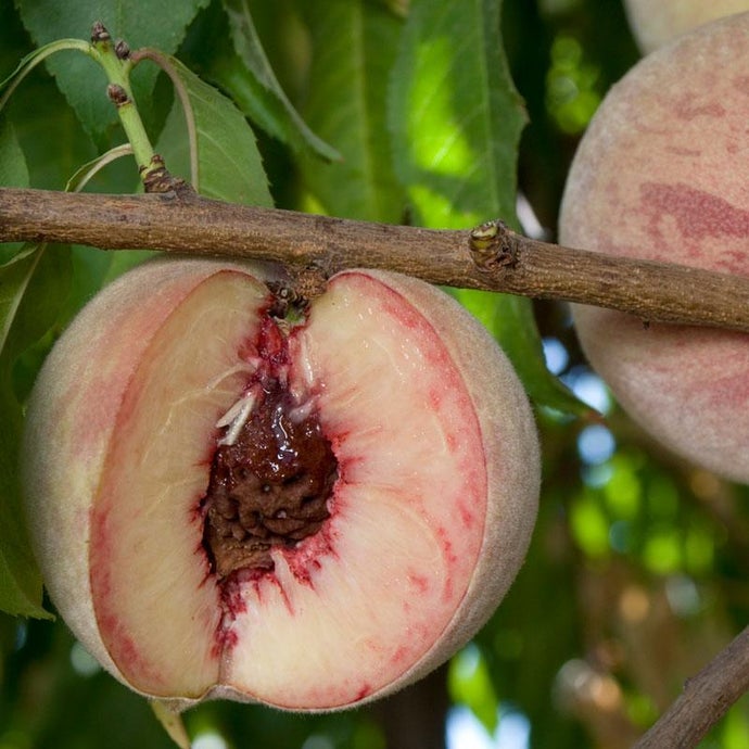 Indian Free White Peach Tree (Semi-dwarf)