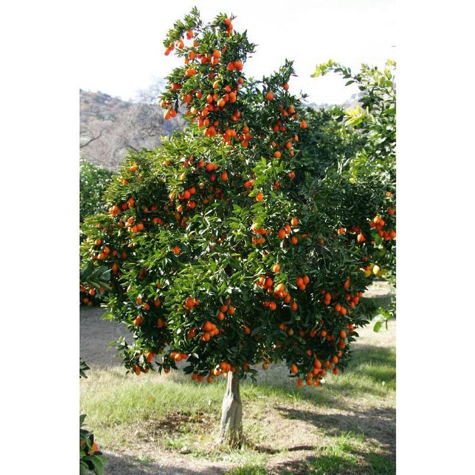 Indio Mandarinquat Kumquat Tree