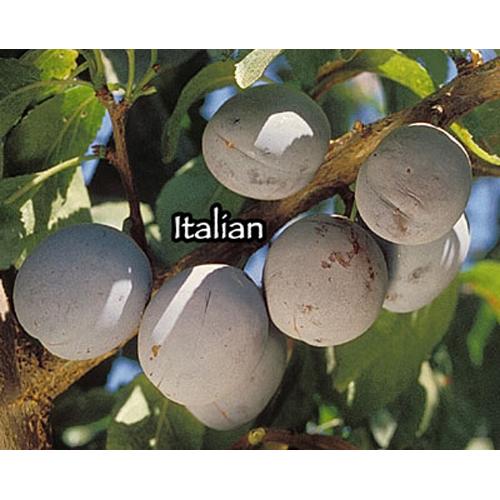 Italian Plum Tree, European Type  (Semi-dwarf)