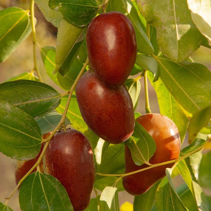 Jujube GA866 Tree (Standard)