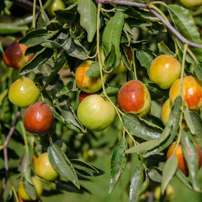 Jujube Honey Jar Tree (Standard)