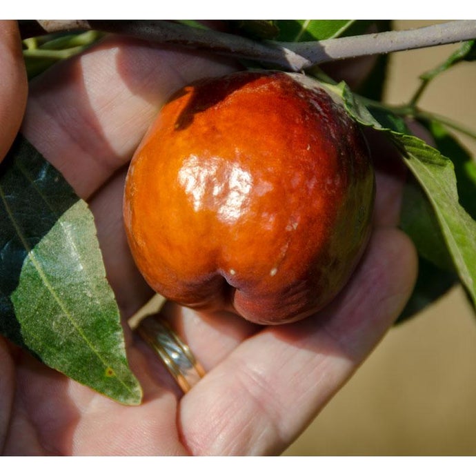 Jujube Shanxi Li Tree (Standard)