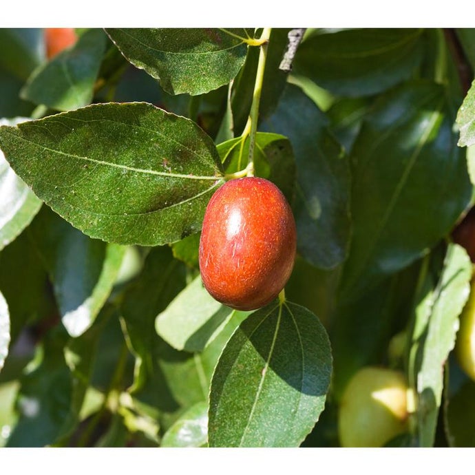 Jujube Sugar Cane Tree (Standard)