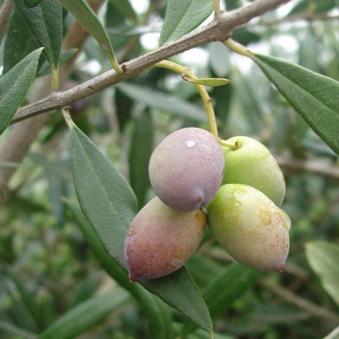 Koroneiki Olive Tree (Standard) (Potted)