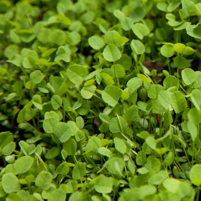 Ladino White Clover - Nitrocoated  Seed (Lb)