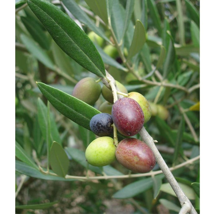 Leccino Olive Tree (Standard) (Potted)