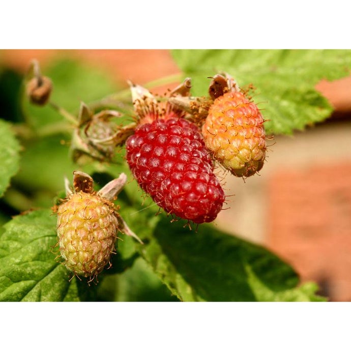 Loganberry (Thornless) (Each)