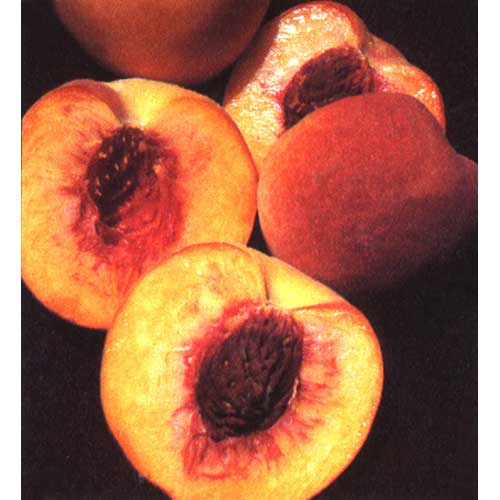 Loring Peach Tree (Semi-dwarf)