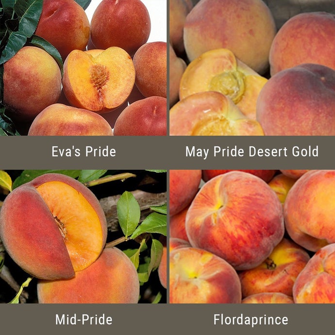 Low Chill Requirement Peaches, 3 on 1 Multiple Grafted Fruit Tree (Standard)