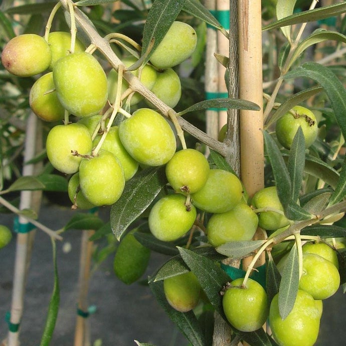 Manzanilla Olive Tree (Standard) (Potted)