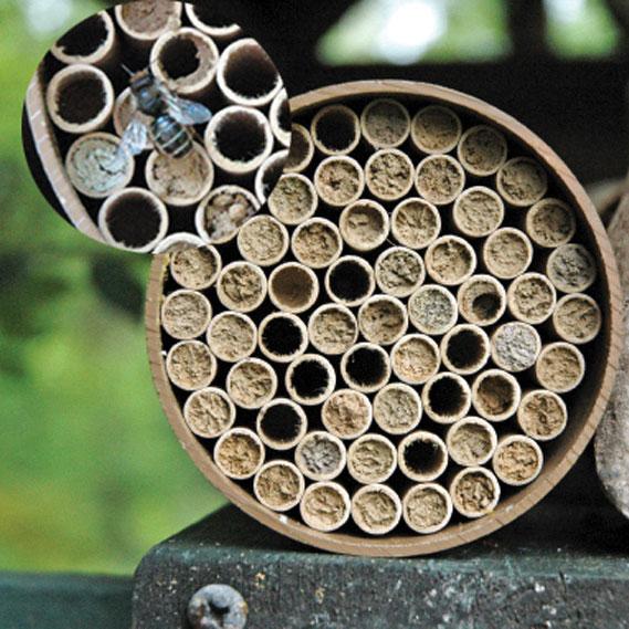 Mason Bee Kit 68 Tubes