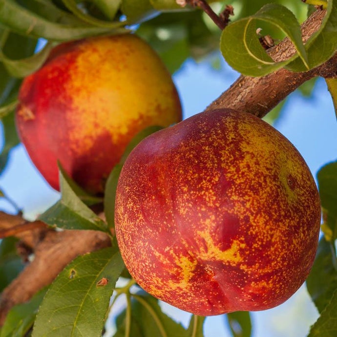 Mericrest Nectarine Tree (Semi-dwarf)