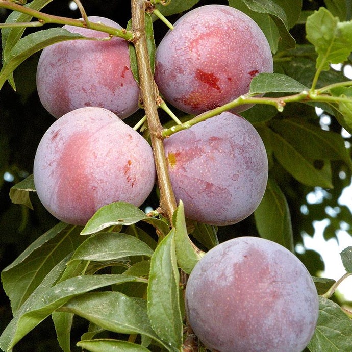 Methley Plum Tree, Japanese type (Semi-dwarf)