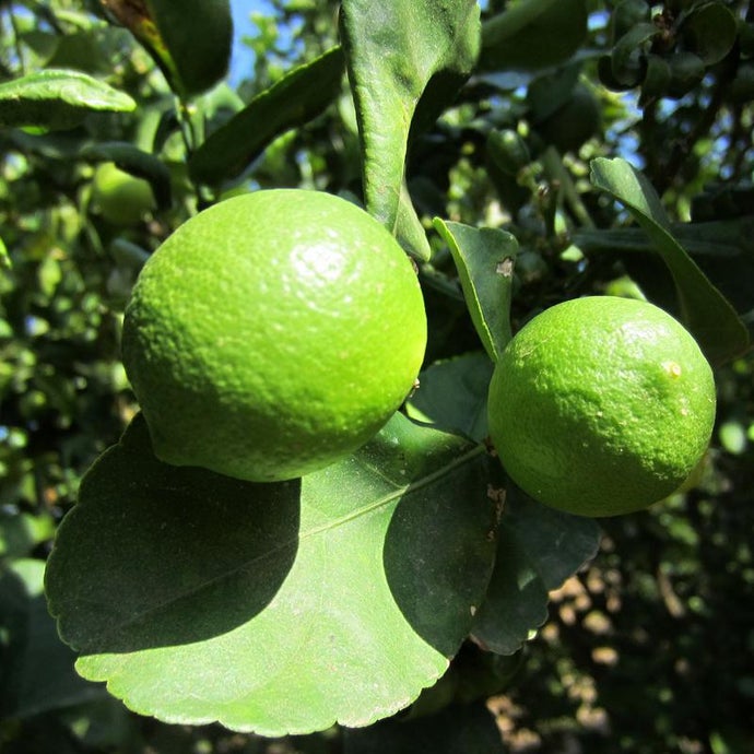 Mexican Key Lime (Semi-dwarf)(Potted)